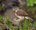 Glaucidium_passerinum_k9754