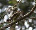 Glaucidium_passerinum_k9795