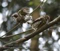 Glaucidium_passerinum_k9798