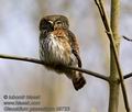 Glaucidium_passerinum_k9823