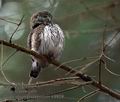 Glaucidium_passerinum_k9929