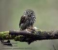 Glaucidium_passerinum_ka0002