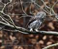 Glaucidium_passerinum_ma7438