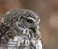 Glaucidium_passerinum_ma7473