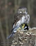 Glaucidium_passerinum_ma7938