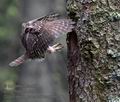 Glaucidium_passerinum_mb1912