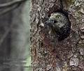 Glaucidium_passerinum_mb1946