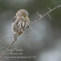 Glaucidium_perlatum_ee2720