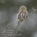 Glaucidium_perlatum_ee2729