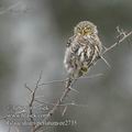 Glaucidium_perlatum_ee2735