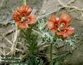 Glaucium_corniculatum_8163