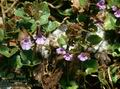 Glechoma_hederacea_4780