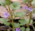 Glechoma_hederacea_aa5897