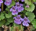 Glechoma_hederacea_bn3129