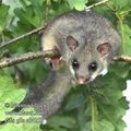 Glis_glis_ed4252