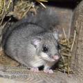 Glis_glis_ed4483