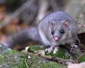 Glis_glis_ed4840