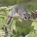 Glis_glis_f7113