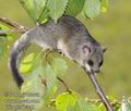 Glis_glis_f7148