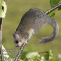 Glis_glis_f7161