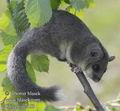 Glis_glis_f7183