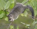 Glis_glis_f7195