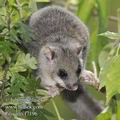 Glis_glis_f7196