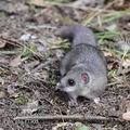 Glis_glis_f7305