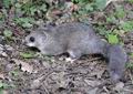 Glis_glis_f7307