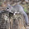 Glis_glis_f7318