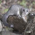 Glis_glis_f7321