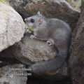 Glis_glis_f7325