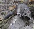 Glis_glis_f7333