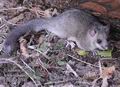 Glis_glis_f7341