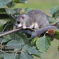 Glis_glis_f7369