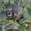 Glis_glis_f7373