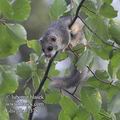 Glis_glis_f7378