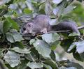 Glis_glis_f7428