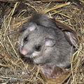 Glis_glis_f7860