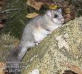 Glis_glis_f7861