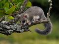 Glis_glis_jd7915