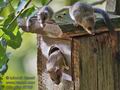 Glis_glis_pf5785