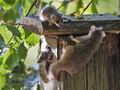 Glis_glis_pf5795