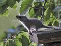 Glis_glis_pf5861