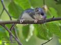 Glis_glis_pf5890