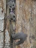 Glis_glis_pf5964