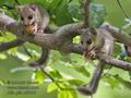 Glis_glis_pf6068