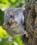 Glis_glis_rc0711