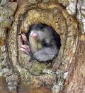 Glis_glis_rc0752