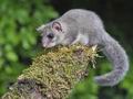 Glis_glis_rc0784